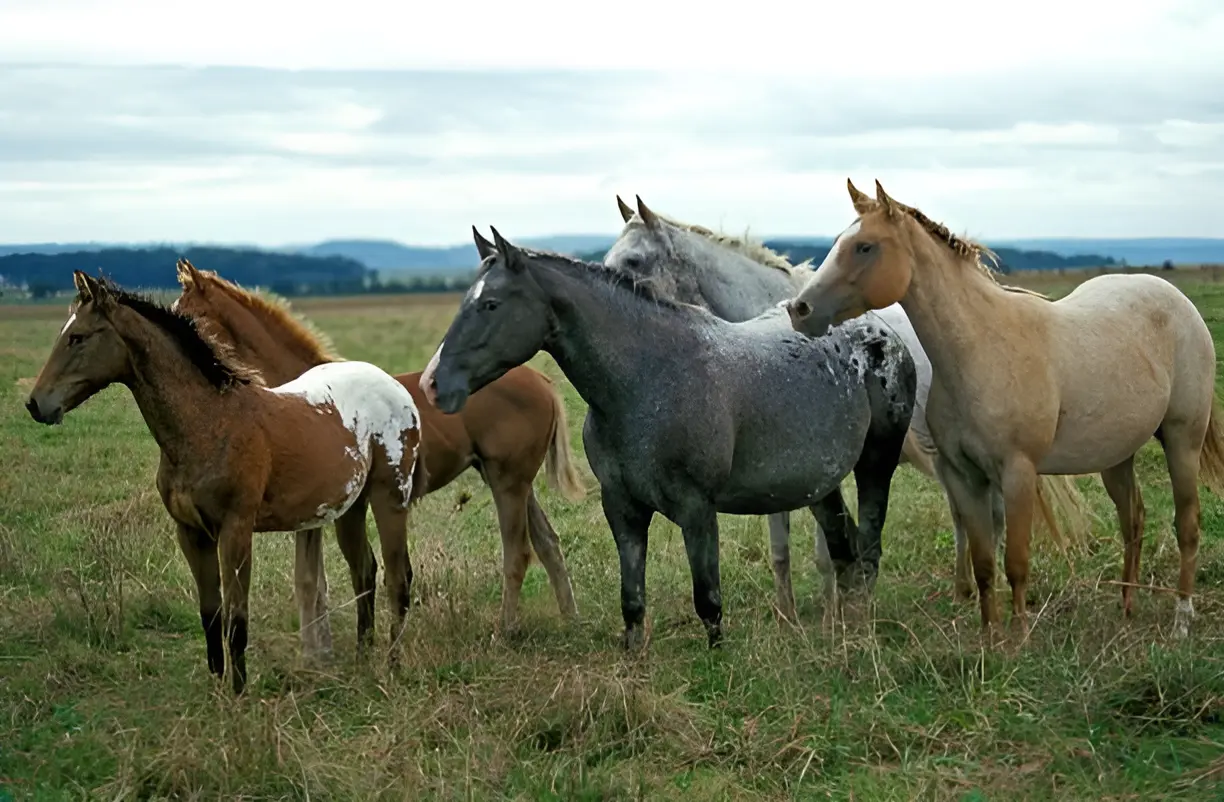 American Saddlebred colors