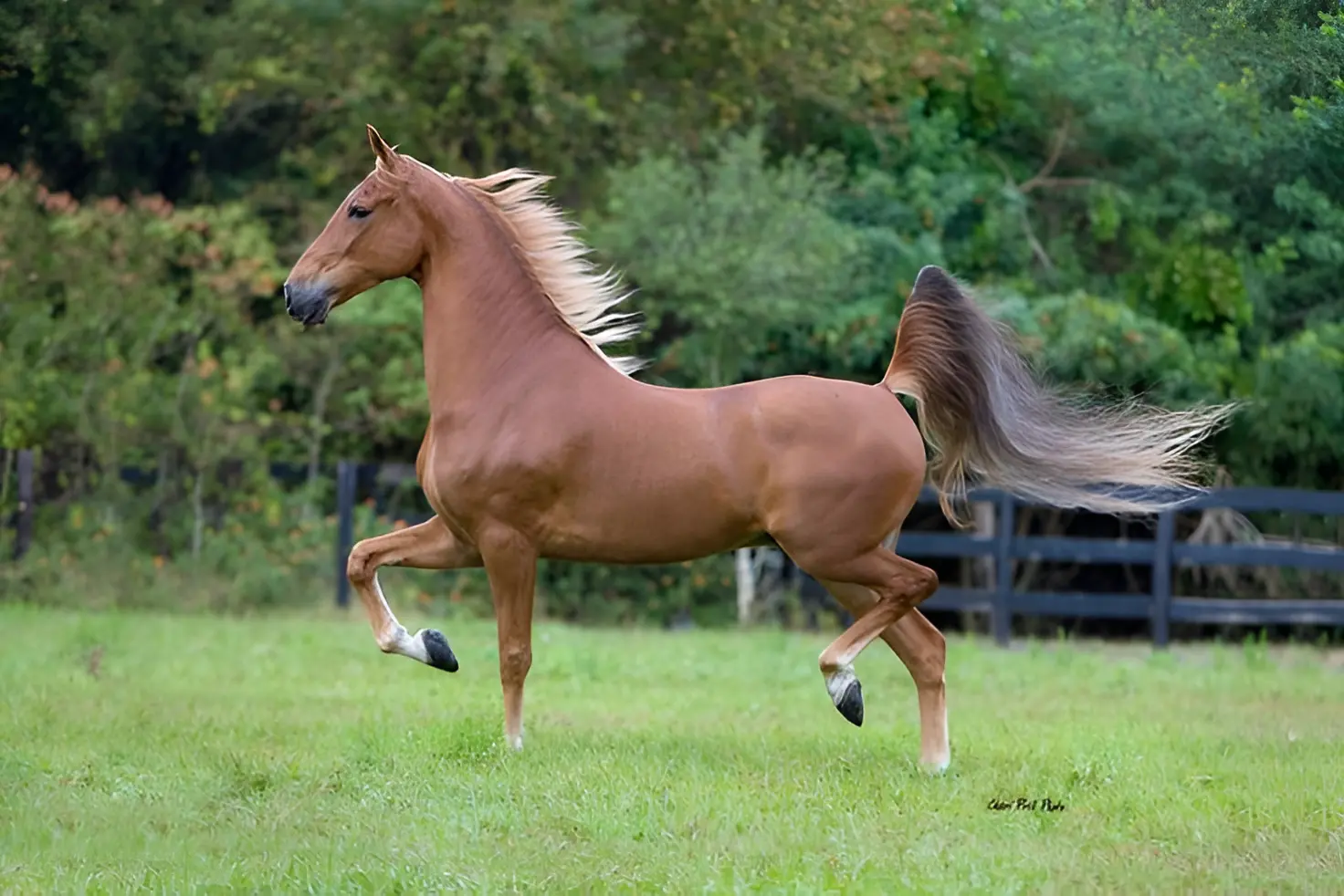 American Saddlebred